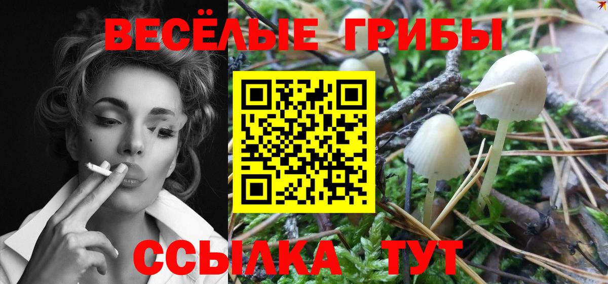 Псилоцибиновые грибы Psilocybe Шелехов